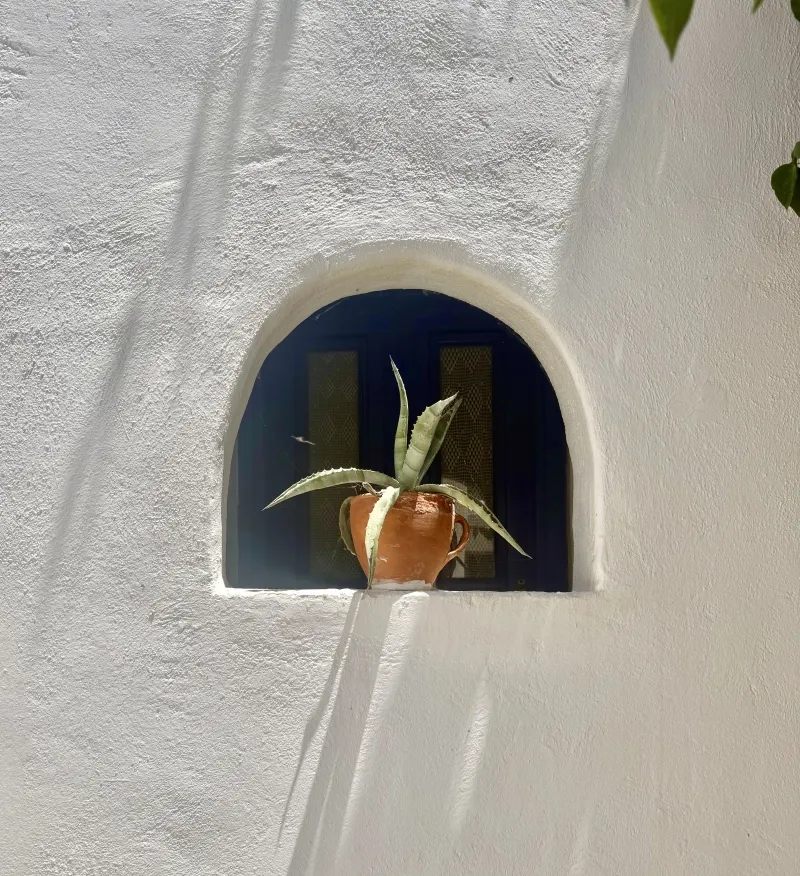 Agave americana, foto 6