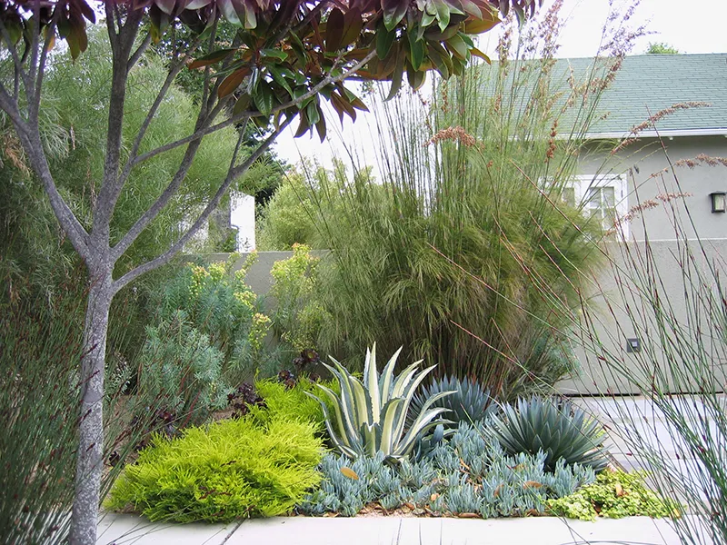 Agave americana ‘Mediopicta Alba’