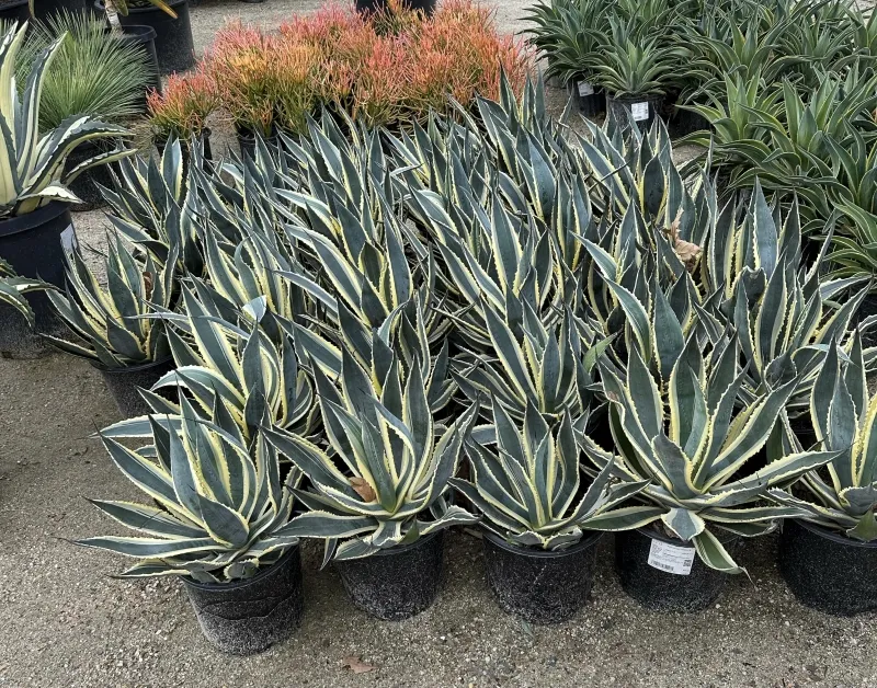 Agave americana ‘Variegata’