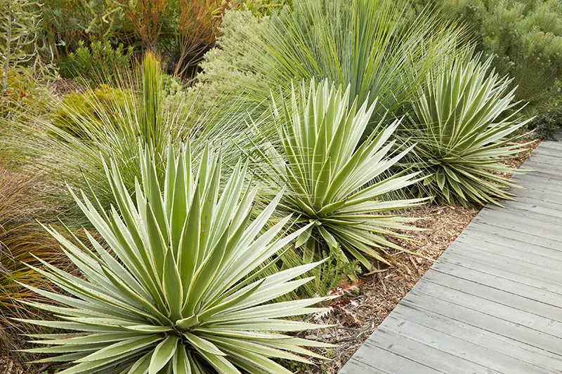 Agave angustifolia ‘Marginata’