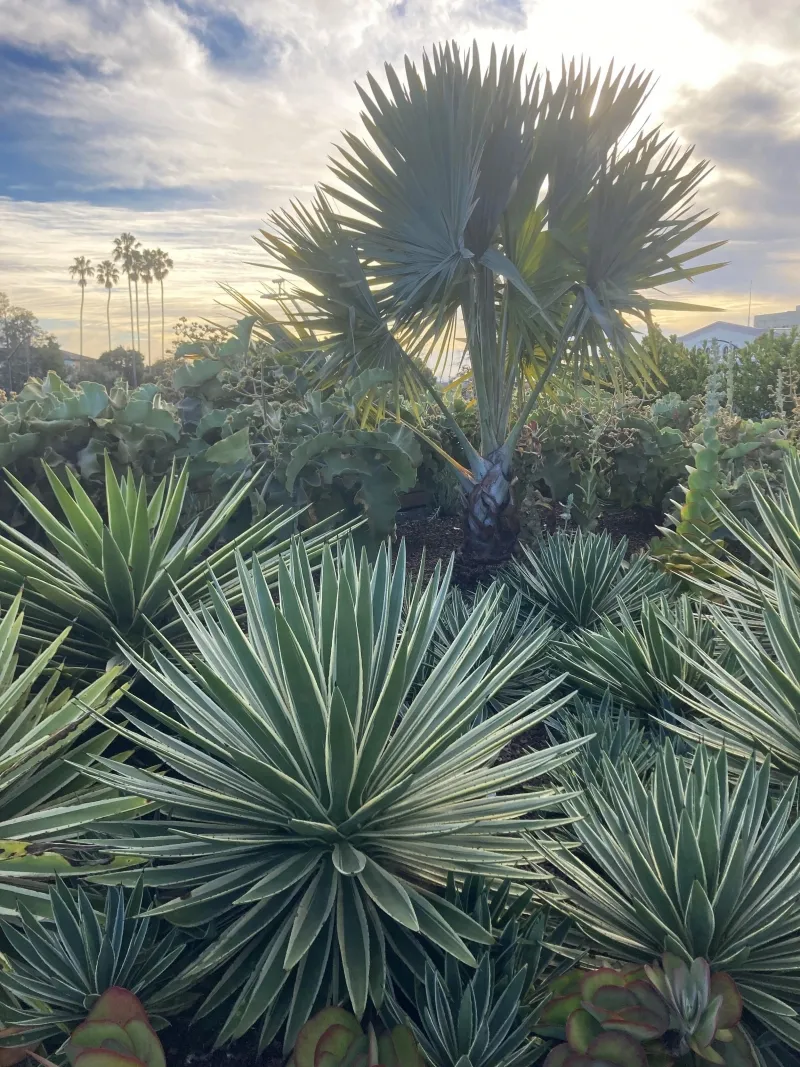 Agave angustifolia ‘Marginata’, foto 2