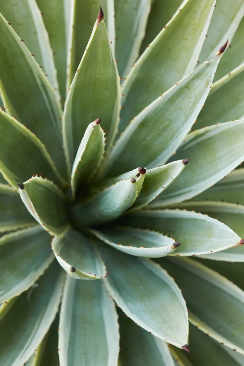 Agave angustifolia ‘Marginata’, foto 3
