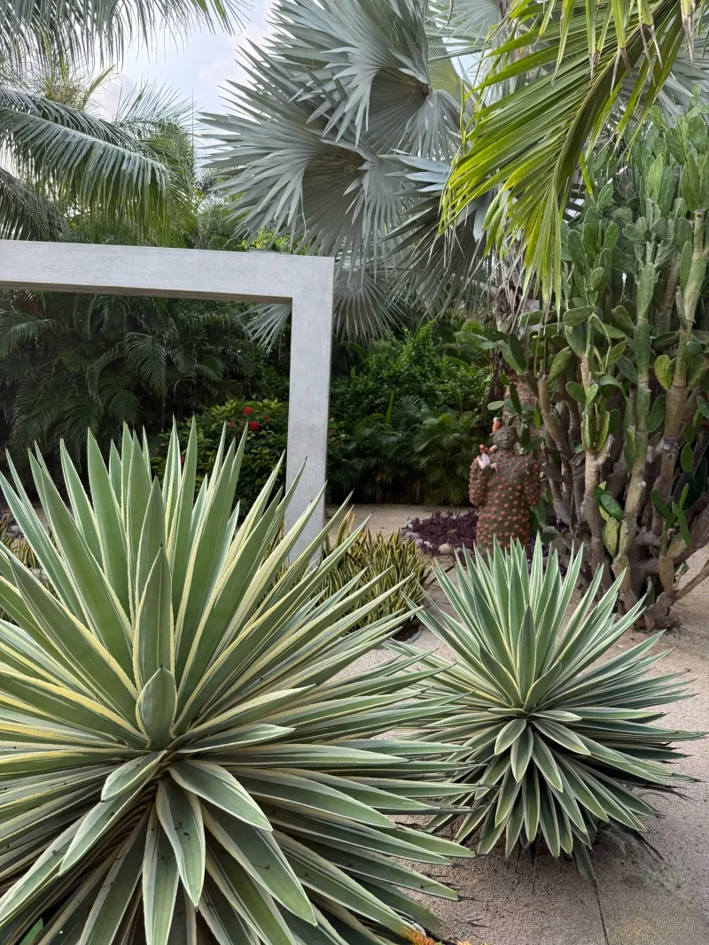 Agave angustifolia ‘Marginata’, foto 4