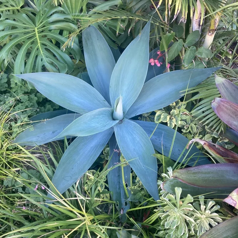 Agave attenuata ‘Boutin Blue’