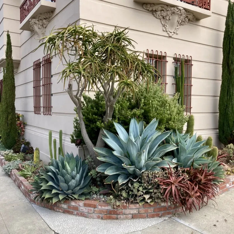 Agave attenuata ‘Boutin Blue’, foto 2