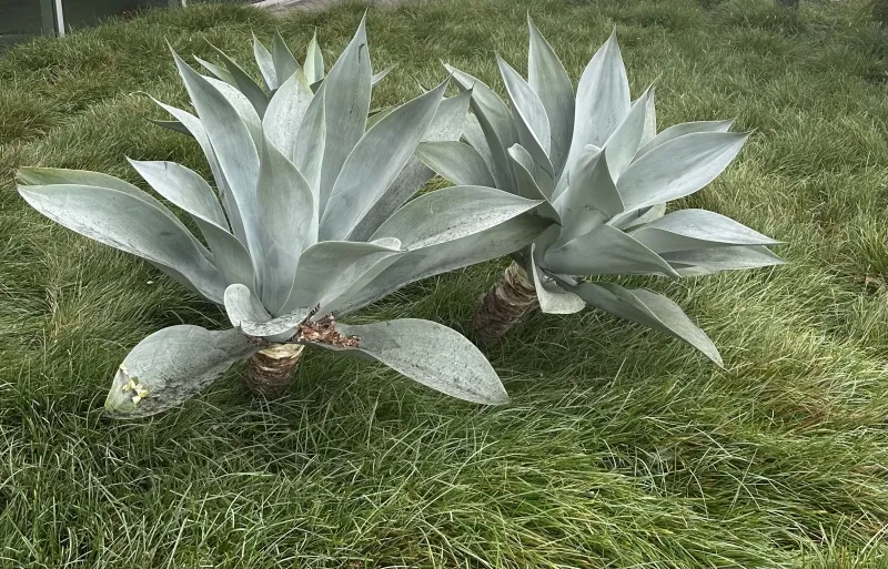 Agave attenuata ‘Boutin Blue’, foto 3