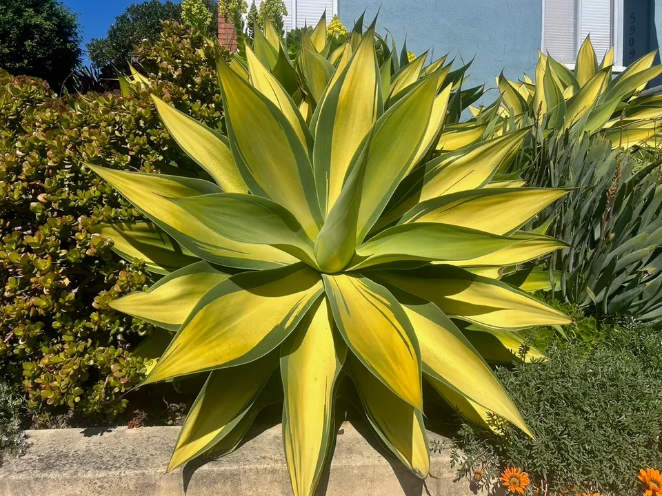Agave attenuata ‘Kara’s Stripes’