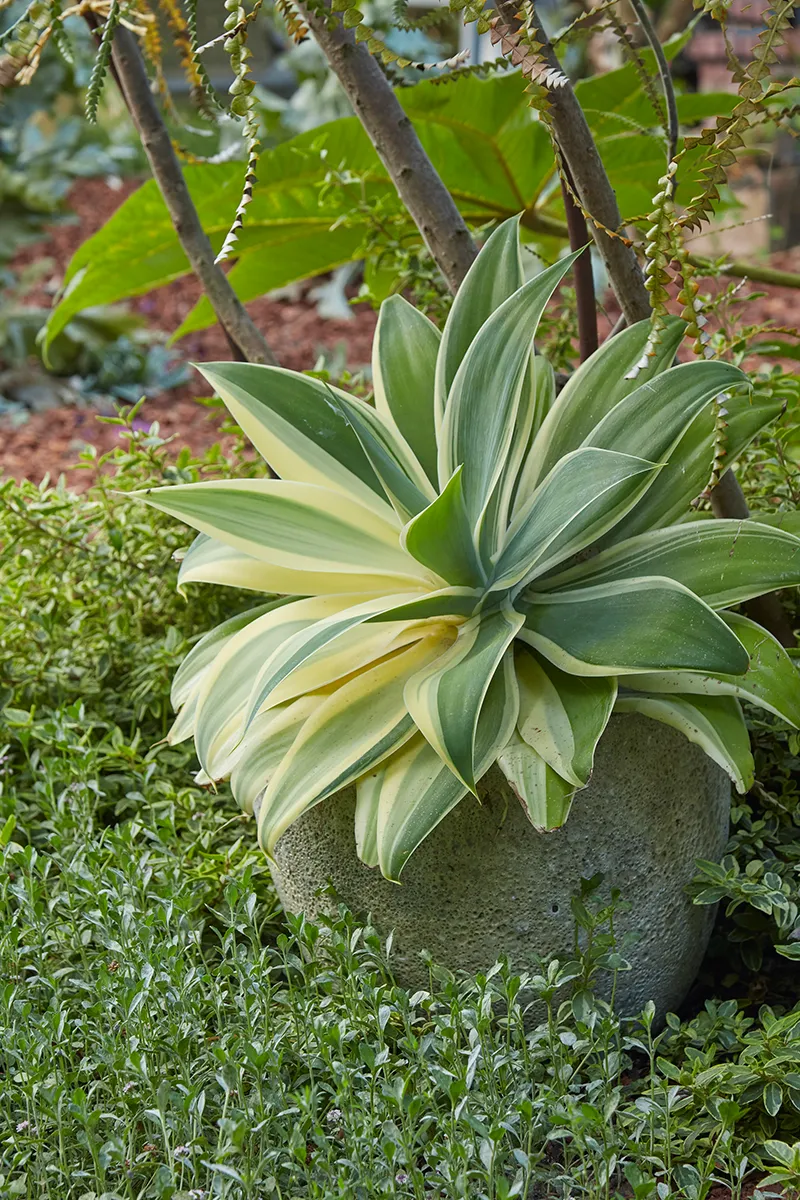 Agave attenuata ‘Ray of Light’