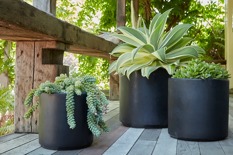 Agave attenuata ‘Ray of Light’, foto 2
