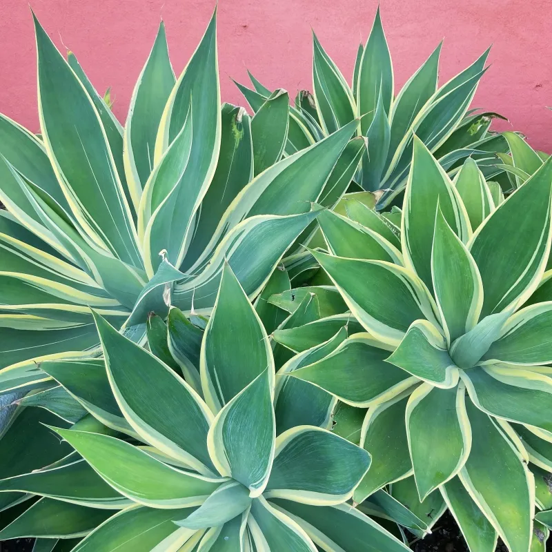 Agave attenuata ‘Ray of Light’, foto 3