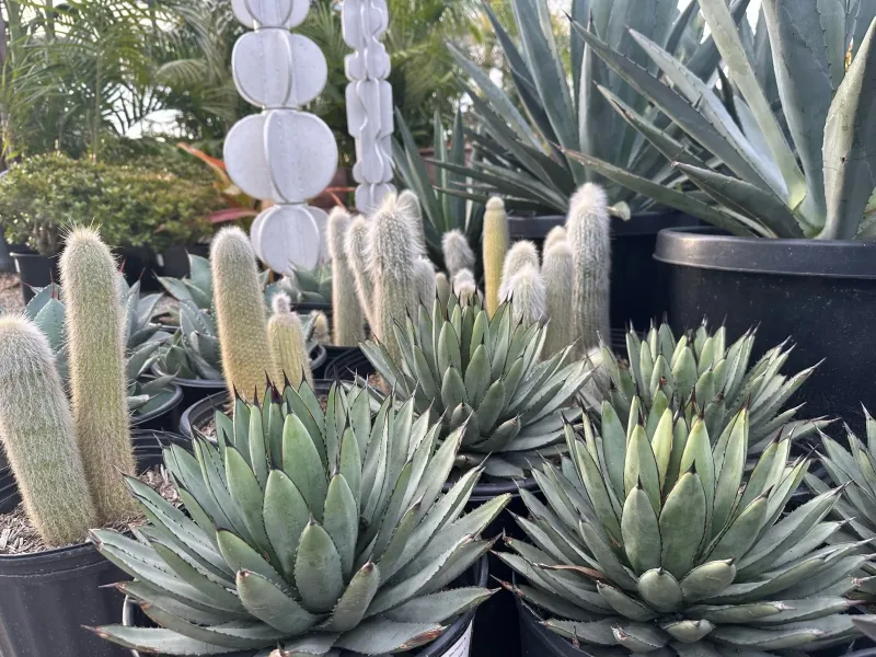 Agave ‘Blue Emperor’