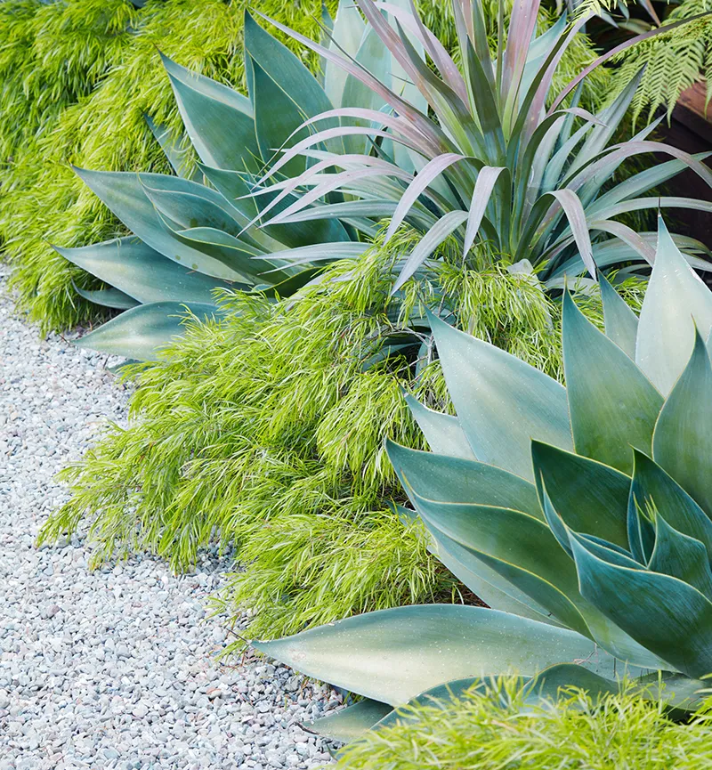 Agave ‘Blue Flame’