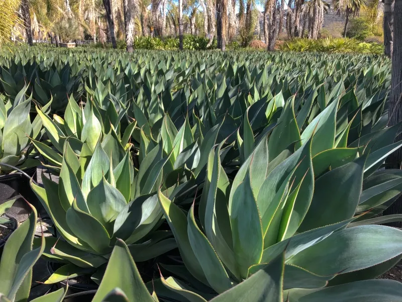 Agave ‘Blue Flame’, foto 2