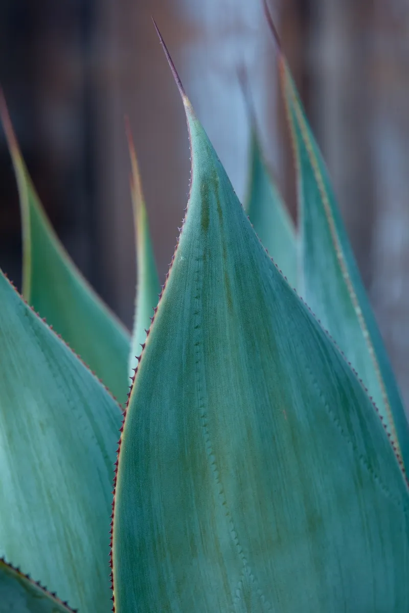 Agave ‘Blue Flame’, foto 3