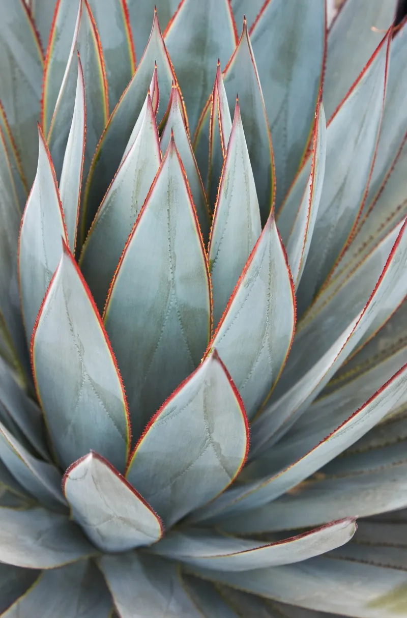 Agave ‘Blue Glow’