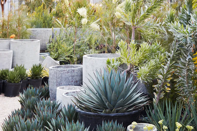 Agave ‘Blue Glow’, foto 2