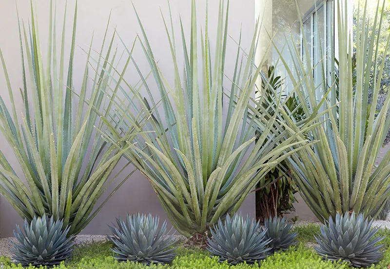 Agave ‘Blue Glow’, foto 3