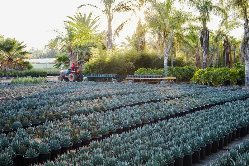 Agave ‘Blue Glow’, foto 4