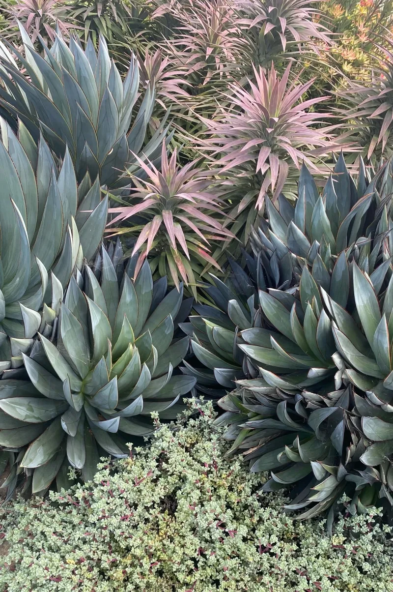 Agave ‘Blue Glow’, foto 5