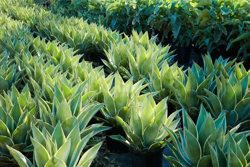 Agave celsii ‘Multicolor’