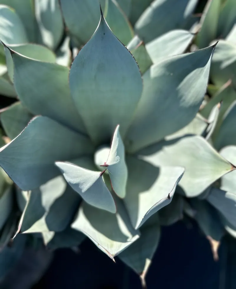 Agave celsii ‘Nova’