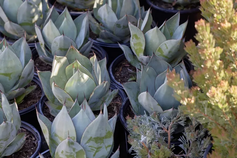 Agave celsii ‘Nova’, foto 2