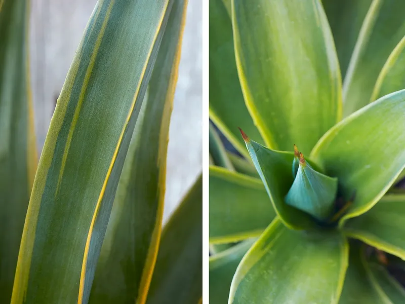 Agave desmettiana ‘Variegata’, foto 2