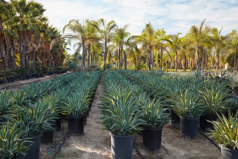 Agave desmettiana ‘Variegata’, foto 3