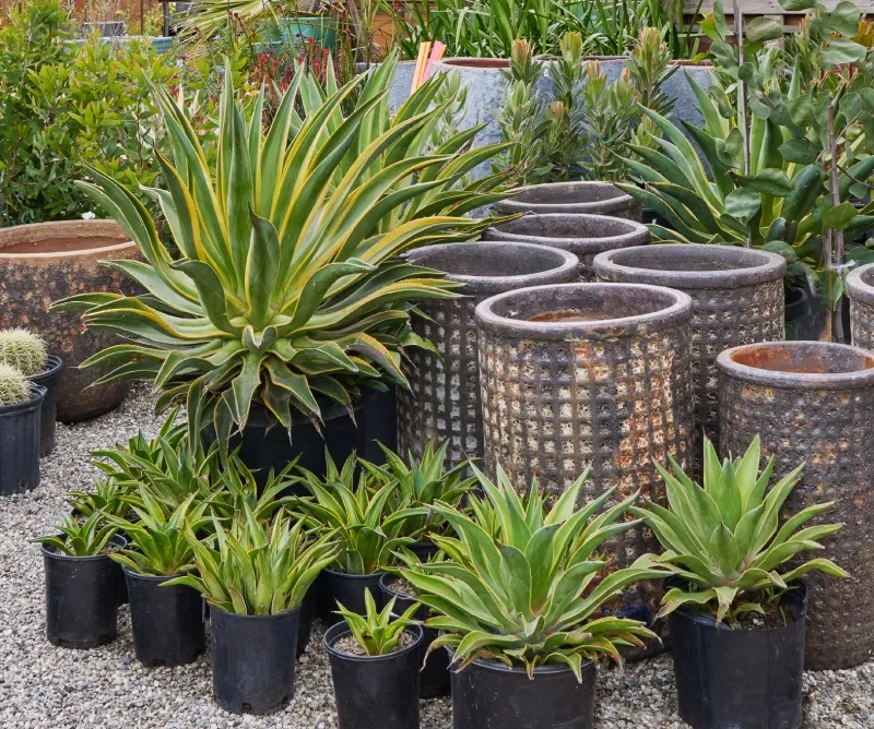 Agave desmettiana ‘Variegata’, foto 4