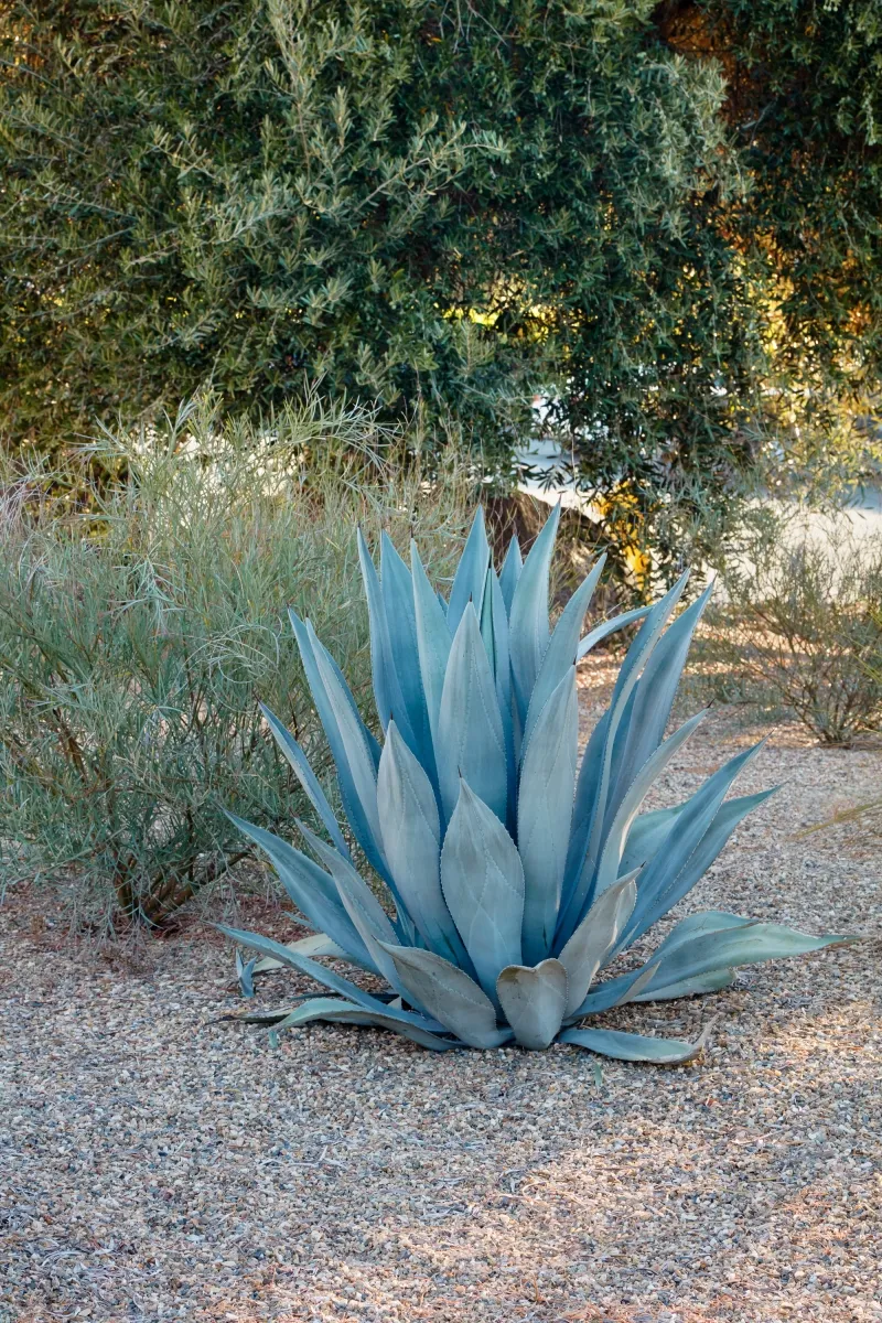 Agave franzosinii, foto 2
