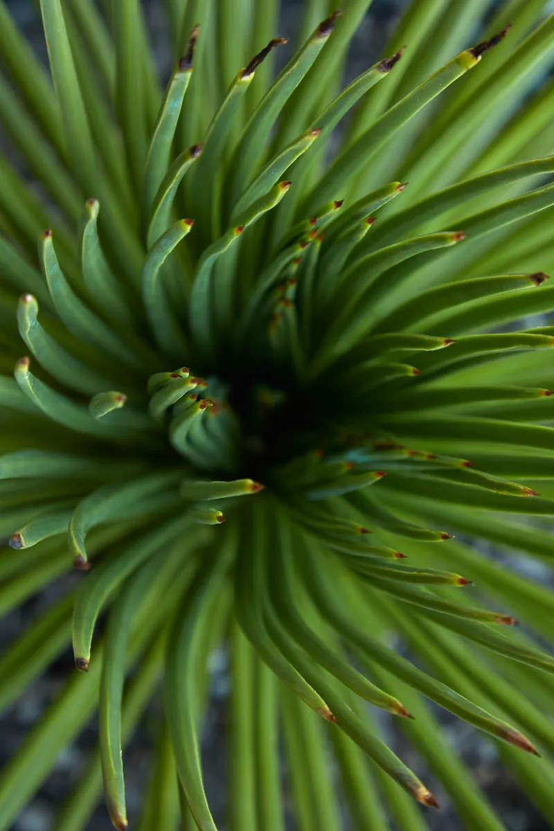 Agave geminiflora, foto 2