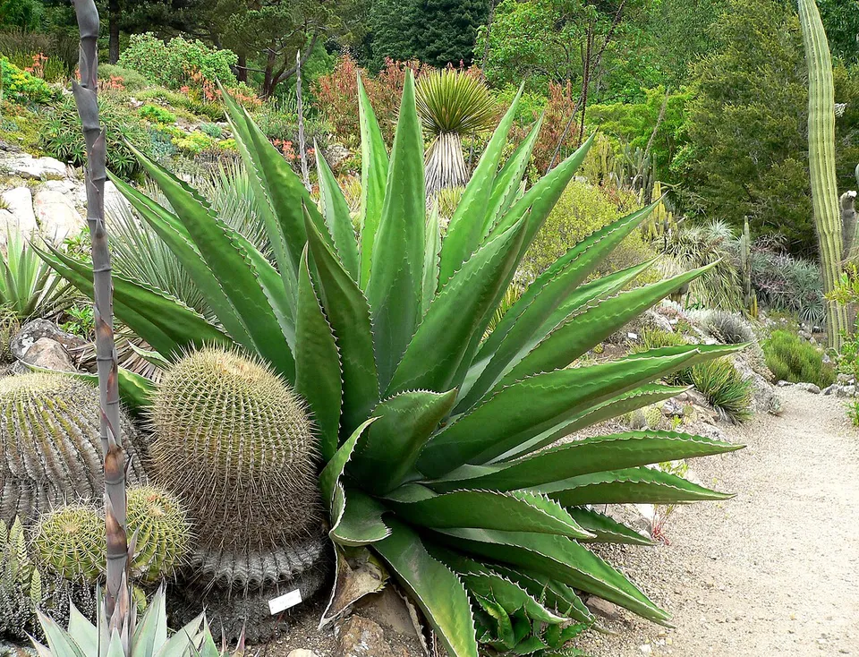 Agave gentryi