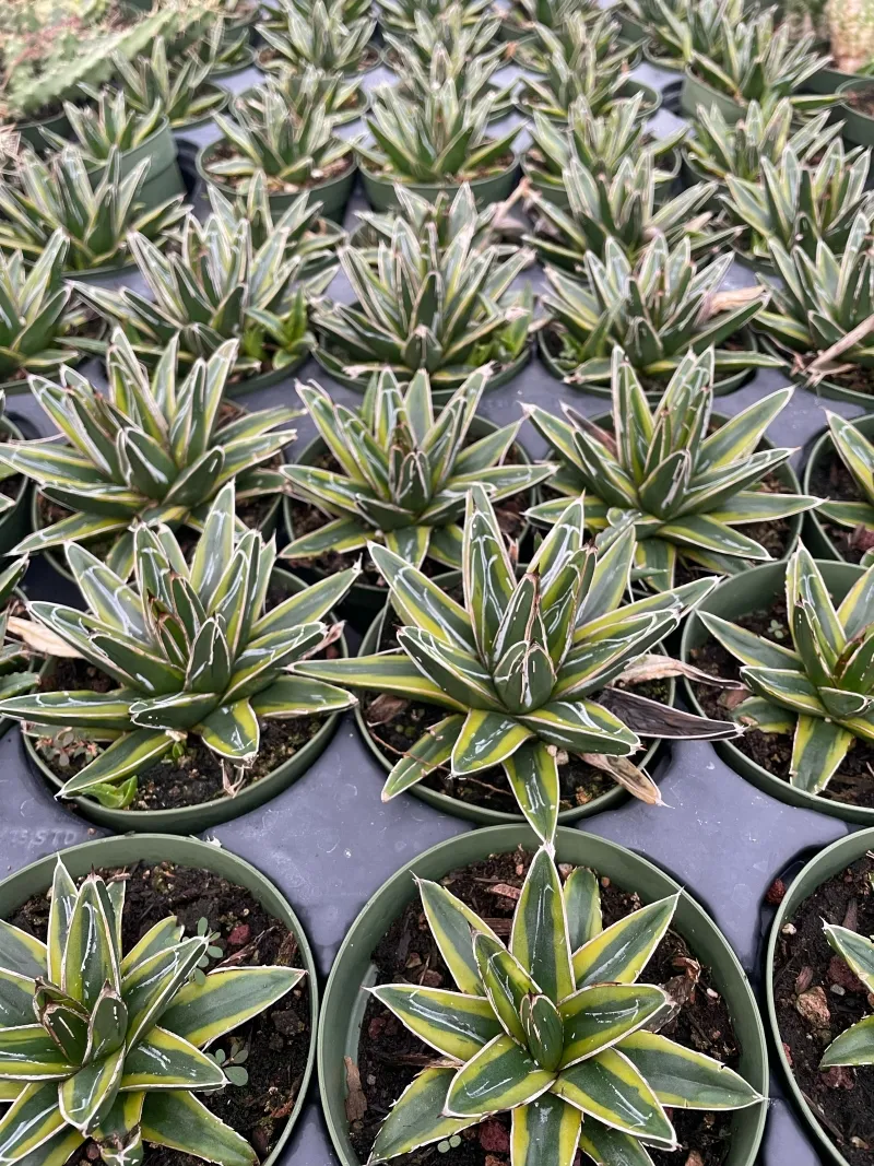 Agave ‘Golden Princess’