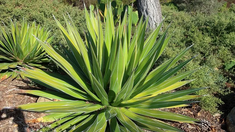 Agave impressa ‘Impressive’