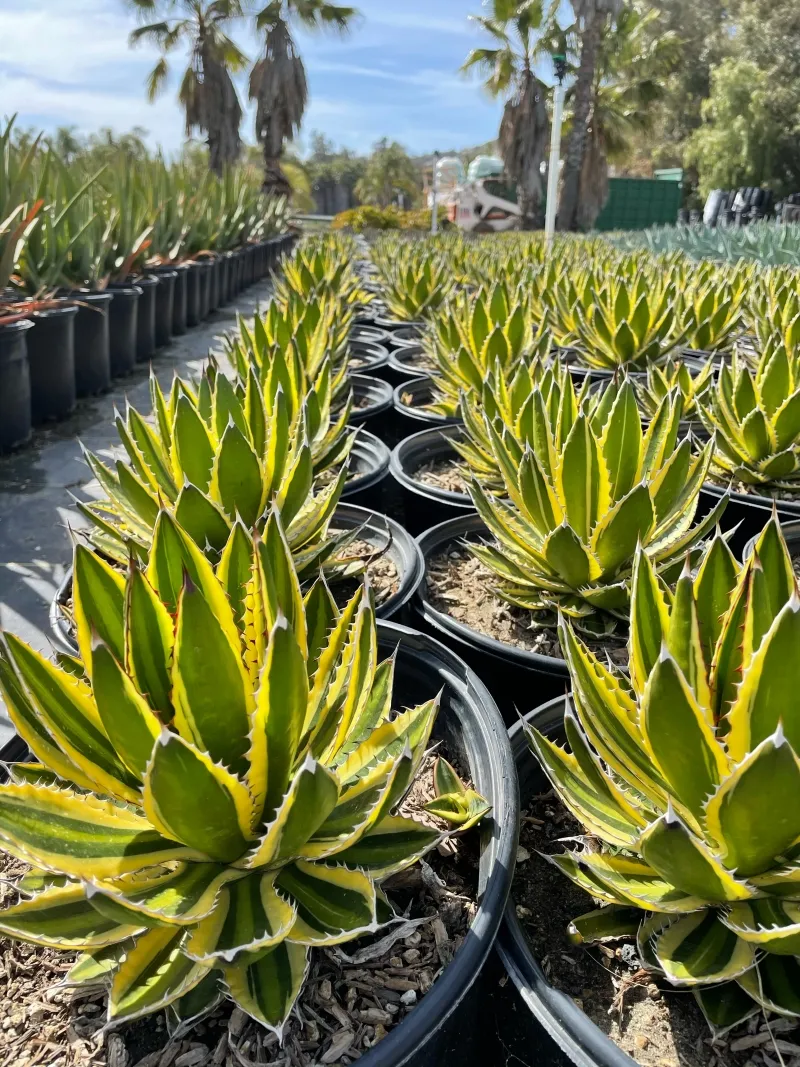 Agave lophantha ‘Quadricolor’
