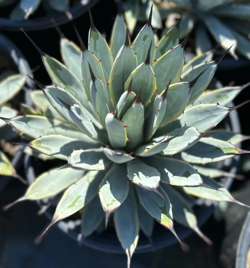 Agave macroacantha ‘Blue Ribbon’