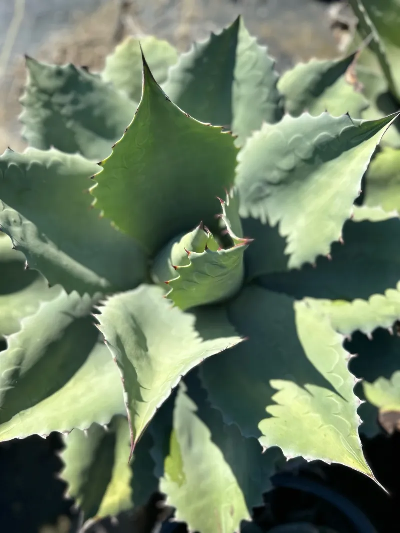 Agave ovatifolia ‘Vanzie’