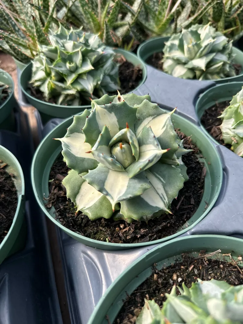 Agave potatorum ‘Variegata’