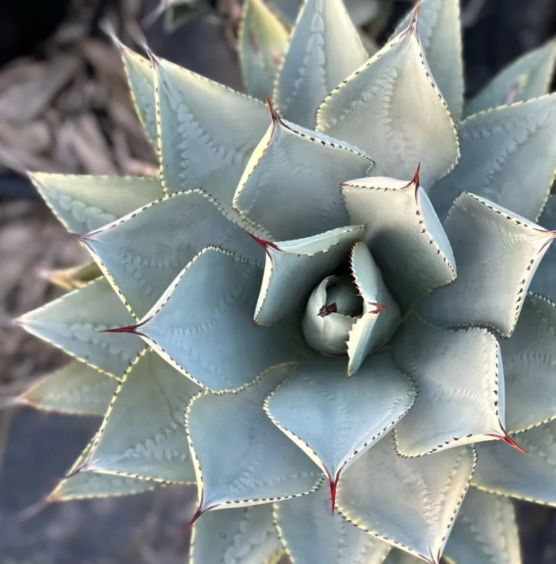 Agave pygmaea ‘Dragon Toes’