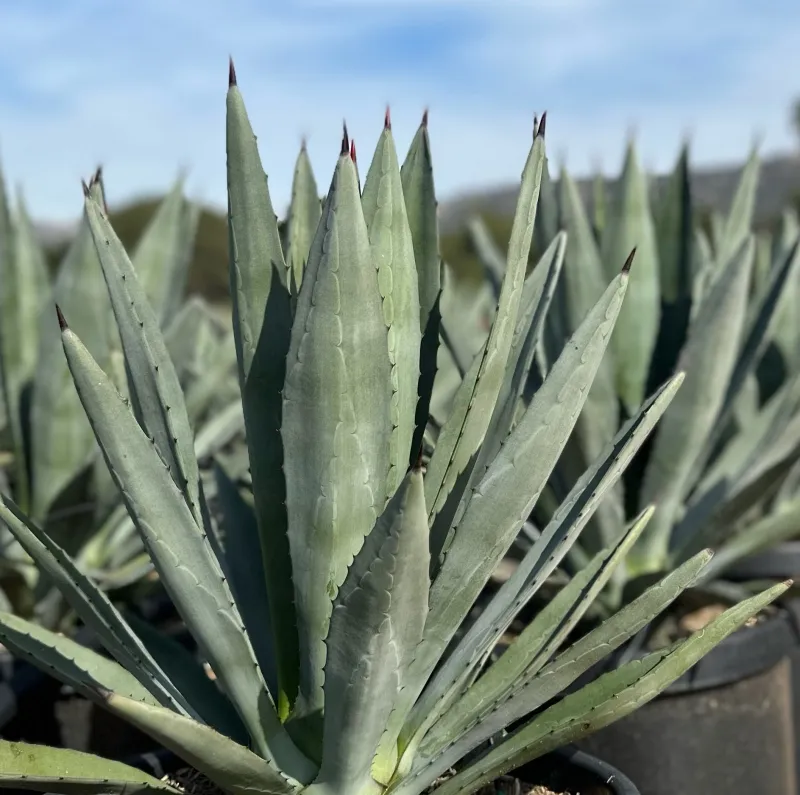 Agave tequilana ‘RBG’