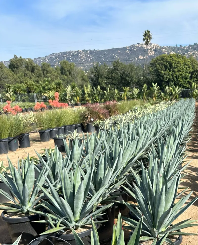 Agave tequilana ‘RBG’, foto 2