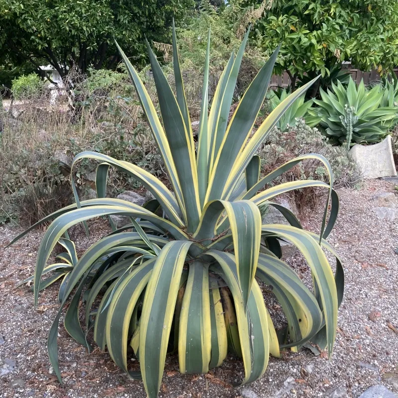 Agave tequilana ‘Variegata’