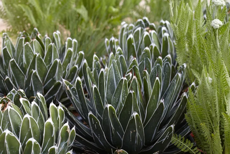 Agave victoriae-reginae ‘Porcupine’