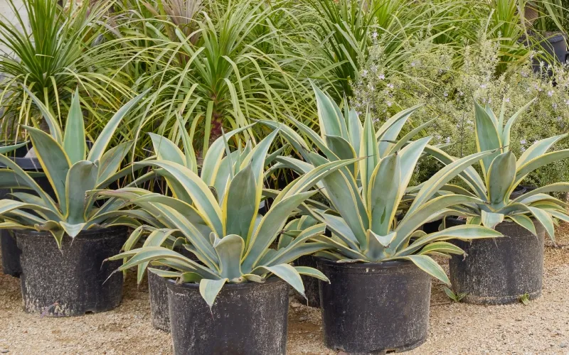 Agave weberi ‘Arizona Star’