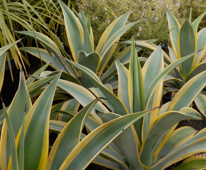 Agave weberi ‘Arizona Star’, foto 2