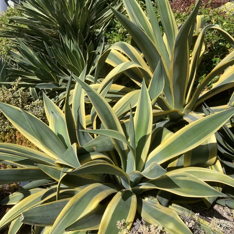 Agave weberi ‘Arizona Star’, foto 3