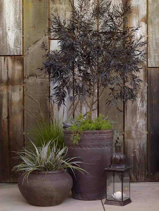 Agonis flexuosa ‘After Dark’