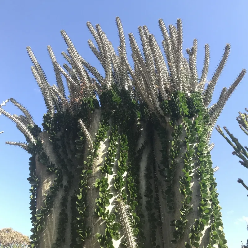 Alluaudia procera, foto 2