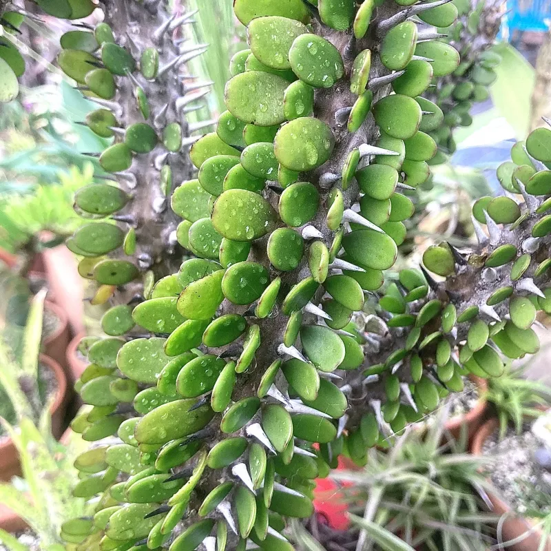 Alluaudia procera, foto 3
