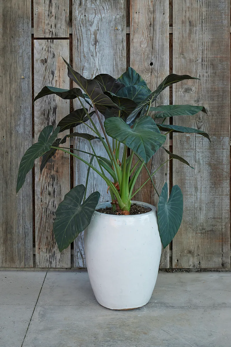 Alocasia ‘Regal Shields’